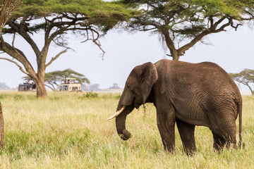 African elephants (Loxodonta africana) in Serengeti National Park, Tanzania