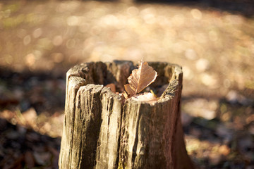 切り株と枯葉