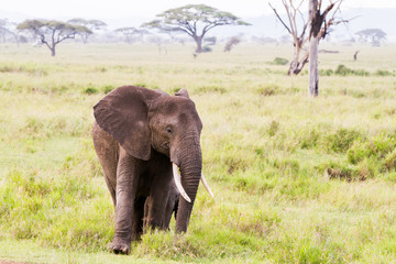 Obraz premium African elephants (Loxodonta africana) in Serengeti National Park, Tanzania 