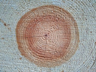 Wood rings of cut tree trunk. Timber natural texture.