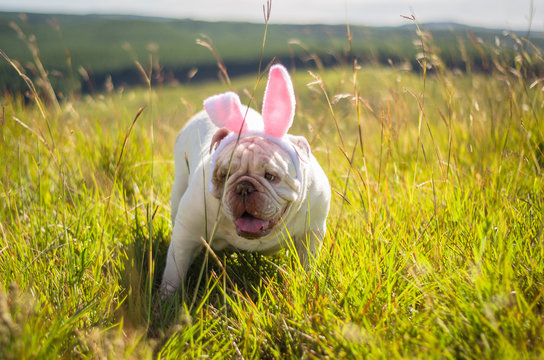 Great concept of Easter. Cute English bulldog breed dog dressed as Easter bunny running on the lawn.