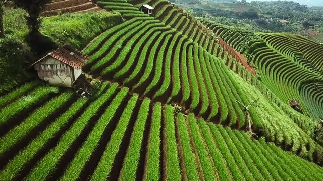 Beautiful aerial view of paddy fields with hut from a drone flying forward in Semarang, Central Java, Indonesia