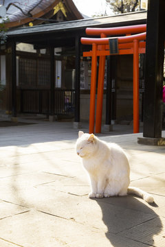愛宕神社末社 社務所前にいた猫 Stock Photo Adobe Stock