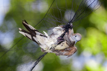 Image of bird(dove) is attached to the net. Animals.