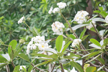 Frangipani flowers