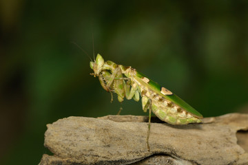 Image of Flower mantis(Creobroter gemmatus) on nature background. Insect Animal