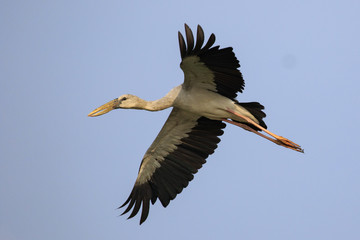 Image of an Asian openbill stork(Anastomus oscitans) flying in the sky. Bird, Wild Animals.