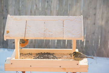 Bullfinch in the bird feeder in winter