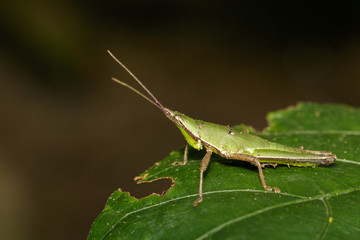 Green-blul-legged Slant-faced Grasshopper / Pseudomorphacris hollisi. Insect. Animal