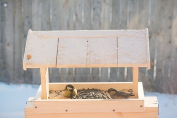 Naklejka premium The titmouse eats in the trough