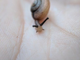 macro of snail in hand