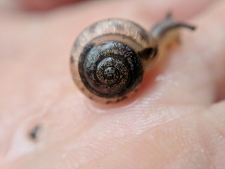macro of snail in hand