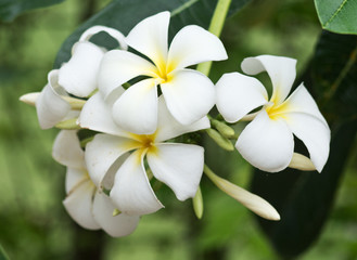 Fototapeta na wymiar Frangipani flowers