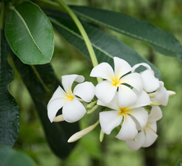 Frangipani flowers