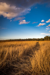 follow the golden path