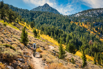 A solo backpacker on the trail heading up into the Sierra Nevadas in the Sabrina Basin, John Muir Wilderness, CA. Trees are turning a golden brown for Fall.