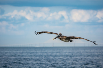 Pelican soaring at Skyway Bridge