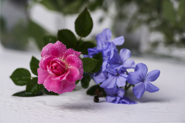 Barbet and rose flower