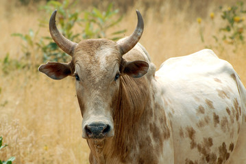 bénin, zébu brun et blanc en gros plan dans les herbes hautes africaine