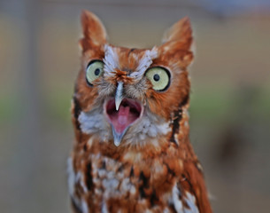 Screech Owl