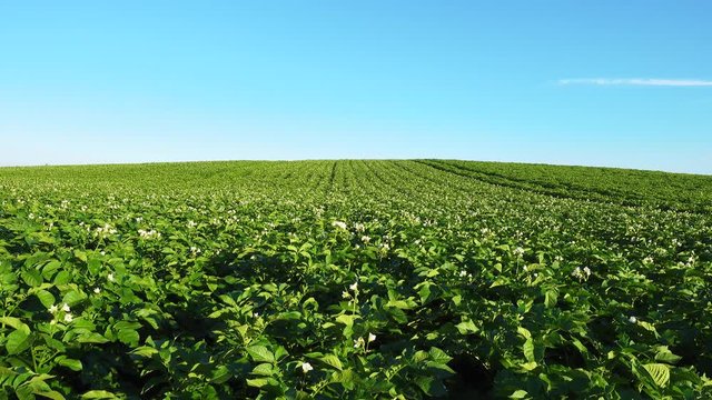 Blooming potato field at beautiful day.