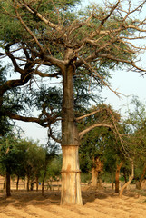 Fototapeta na wymiar Baobab, Bénin