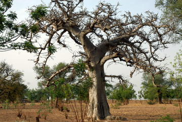 Baobabs, Bénin