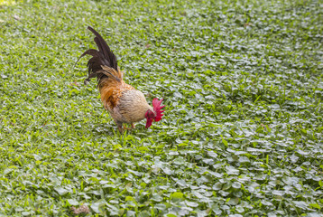 colorful chicken is tricky.