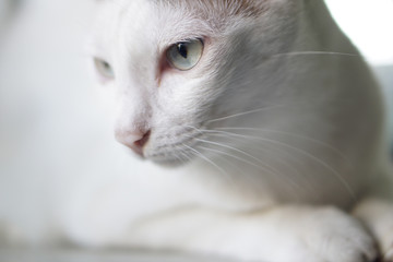 Cute funny thai cat looking