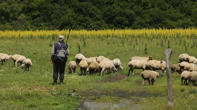 Male shepherds grazing big flock of sheep, life in mountainous countryside