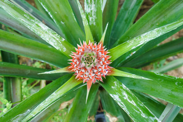 Obraz premium Top view pineapple on farm.