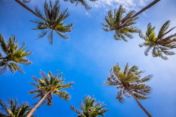 Paradise, palms and blue sky at  Phi phi island ,Thailand.