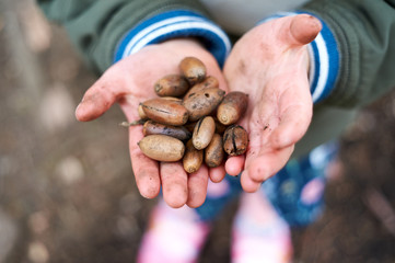 子供が集めたどんぐり © Kentaro Hayashi