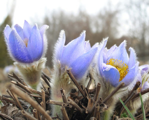tender first spring March flowers lilac blue sleep-grass
