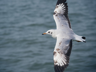 Fototapeta na wymiar Seagull freedom