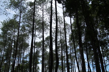 Fototapeta premium pine trees seen from below