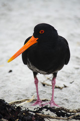 Black bird - Oyster catcher
