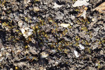 Vespula vulgaris. Destroyed hornet's nest. Drawn on the surface of a honeycomb hornet's nest. Larvae and pupae of wasps.