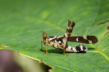 Image of Conjoined Spot Monkey-grasshopper (female), Erianthus serratus on green leaves. Insect Animal