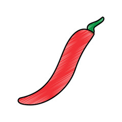 chili pepper vegetable fresh condiment food vector illustration drawing image