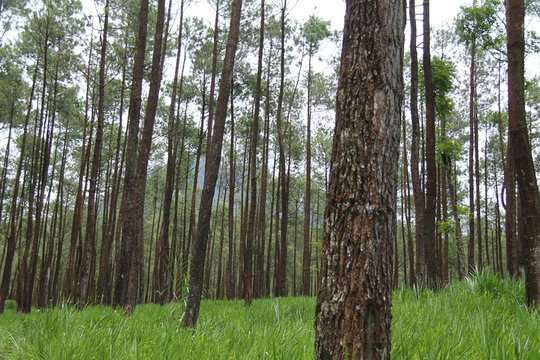 scenery in the pine forest.