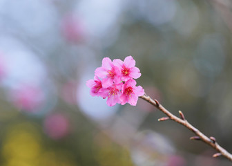 Naklejka na ściany i meble Sakura, Cherry blossoms japan, Pink spring blossom background.
