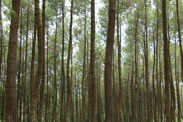 Fototapeta premium scenery in the pine forest.