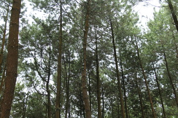 scenery in the pine forest.
