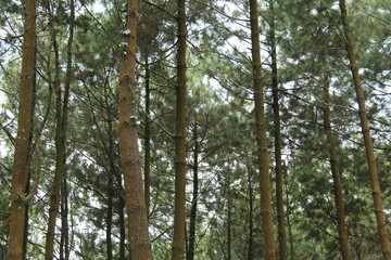 Fototapeta premium scenery in the pine forest.