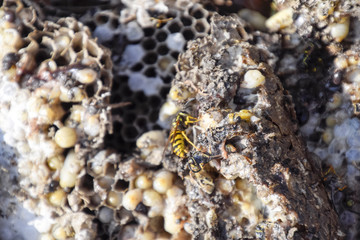 Vespula vulgaris. Destroyed hornet's nest. Drawn on the surface of a honeycomb hornet's nest. Larvae and pupae of wasps.