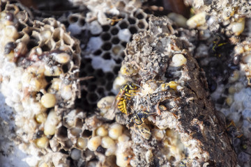 Vespula vulgaris. Destroyed hornet's nest. Drawn on the surface of a honeycomb hornet's nest. Larvae and pupae of wasps.