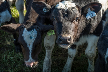 Calves and Worker on Dairy Farm