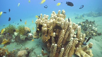 Fish and coral reef. Tropical fish on a coral reef. Wonderful and beautiful underwater world with corals and tropical fish. Hard and soft corals. Diving and snorkeling in the tropical sea. Travel