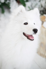 Portrait of a soft White Dog